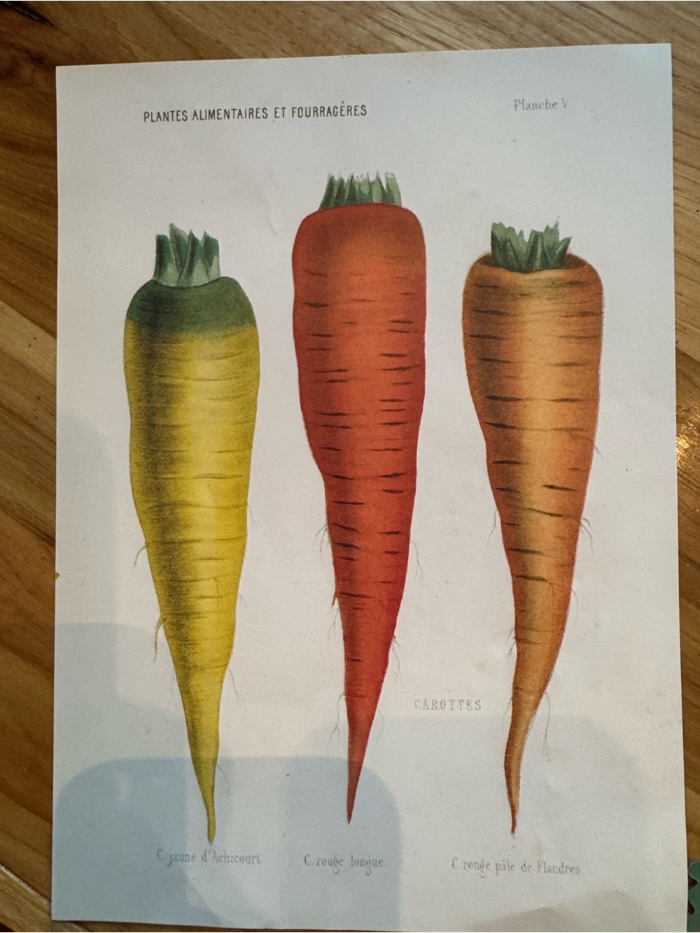 John Derian Three Carrots 1000 piece puzzle with art image - Picture 7 of 14